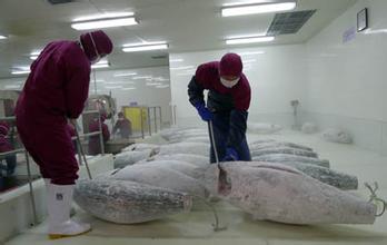 金槍魚(yú)超低溫冷庫安裝建造
