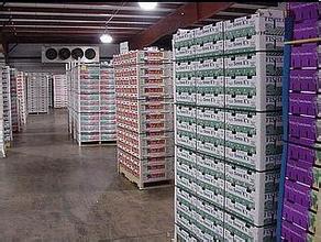 水果食品冷庫和氣調保鮮庫哪個(gè)好